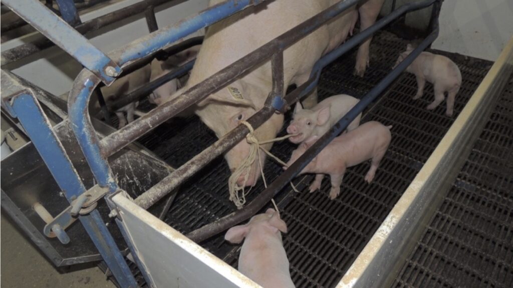 Disease Monitoring • Field Epidemiology • Iowa State University